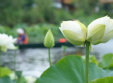 云南普者黑：和美鄉(xiāng)村風(fēng)光好 融合發(fā)展活力興